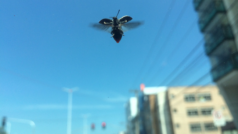 Small beetle flying in sky 