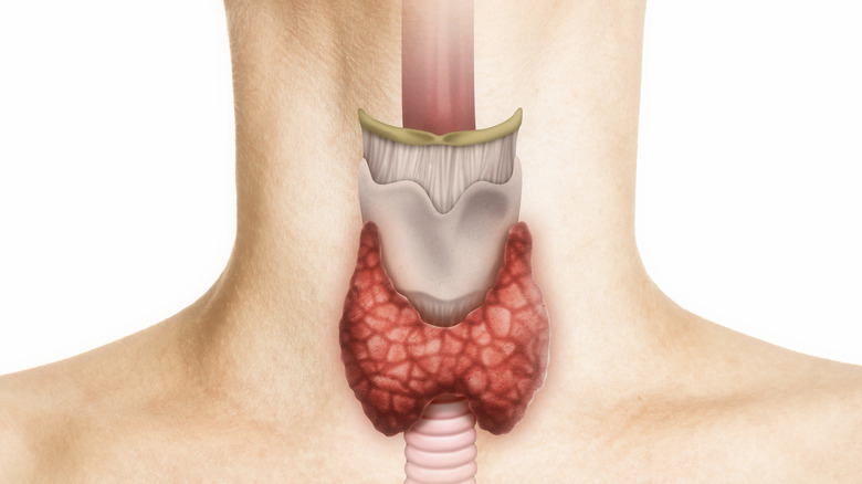 anatomy of thyroid gland on female neck