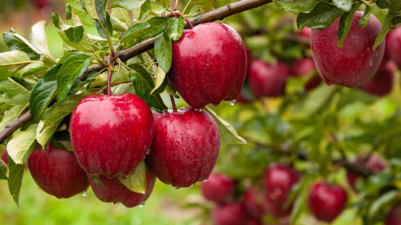 Apples grow on a tree in an orchard