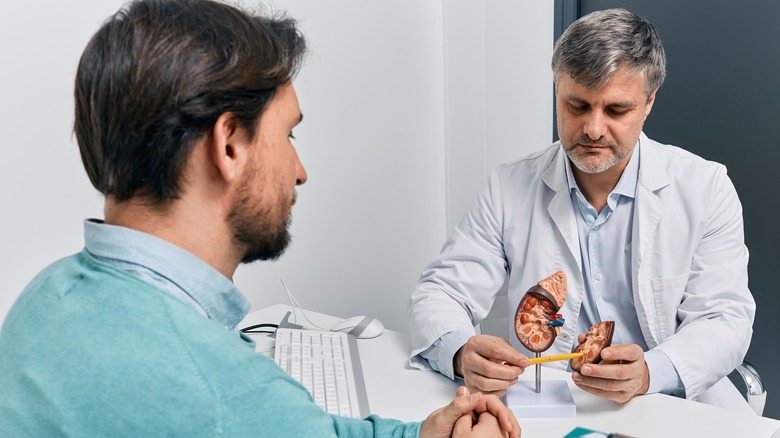 Doctor showing patient a kidney model