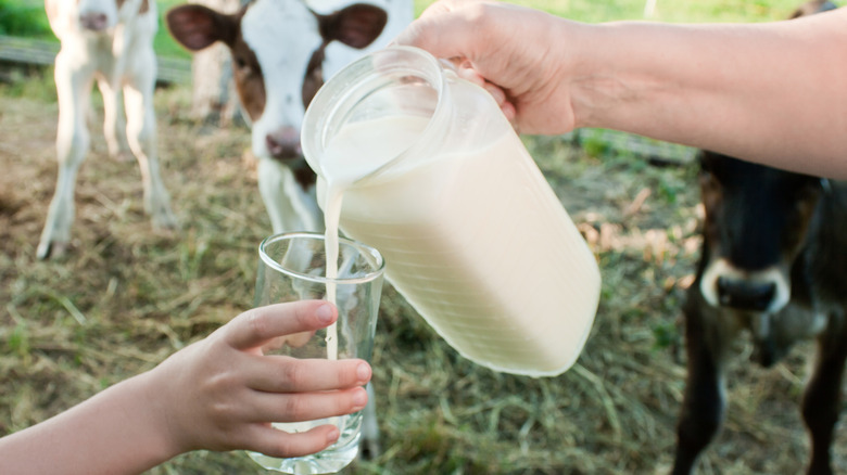 milk being poured into child's glass with cows in the background