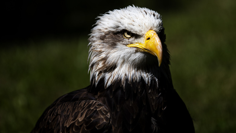 Bald eagle looking serious