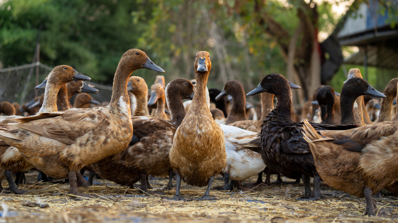 A flock of ducks