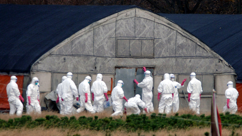 Health officials at a Korean chicken farm