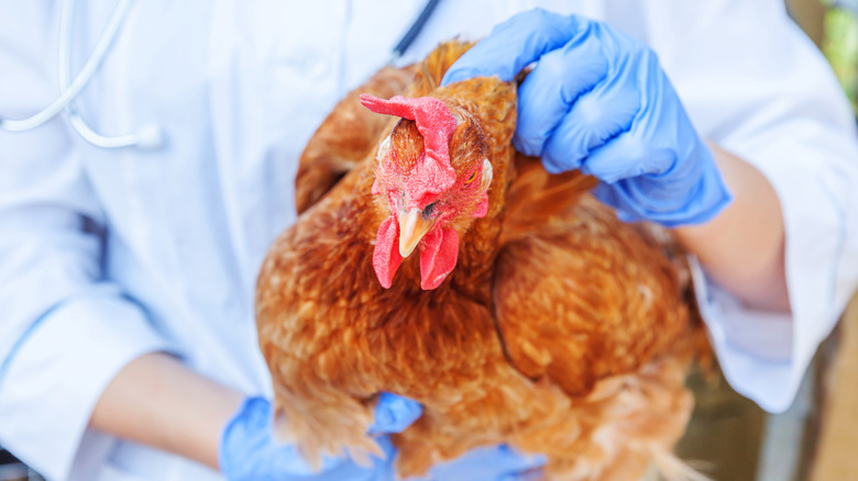 Worker handling a sick chicken