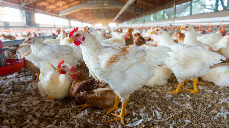 Chickens on a poultry farm