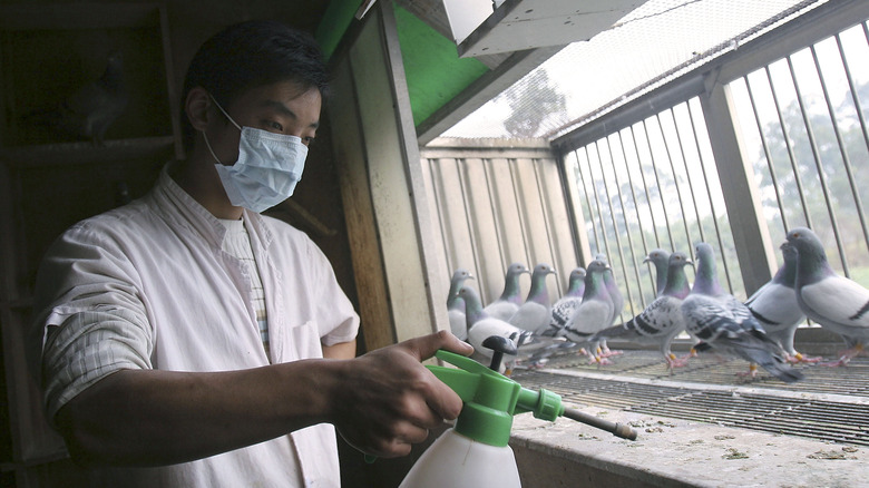 A pigeon farm in China, 2005
