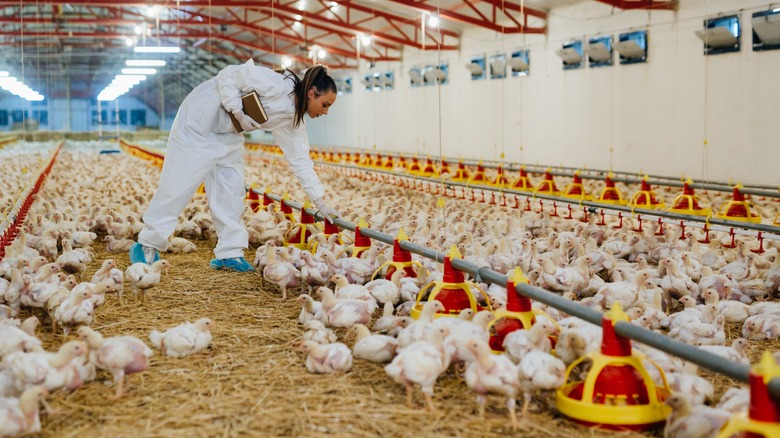 Poultry worker with chickens