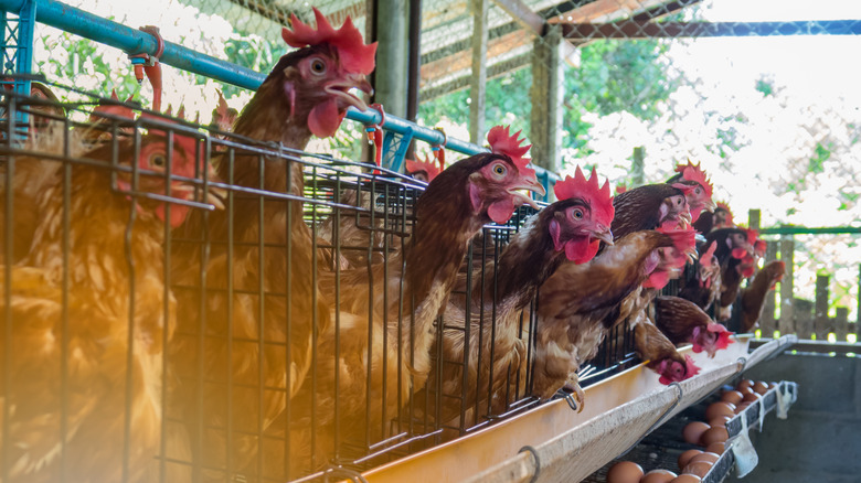 Chickens on a poultry farm