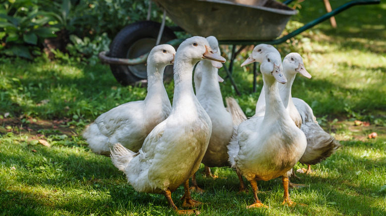 Ducks in a garden