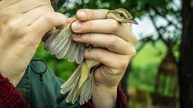 A biologist with a bird