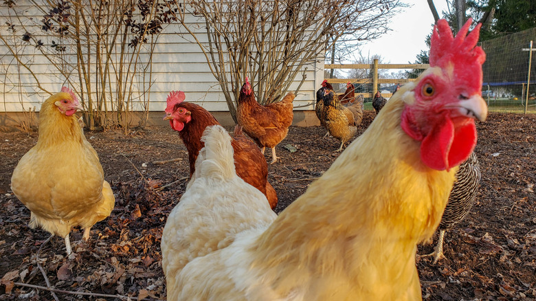 Backyard chicken flock walking around