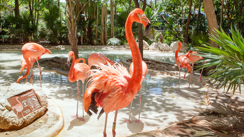 Flamingos at a zoo