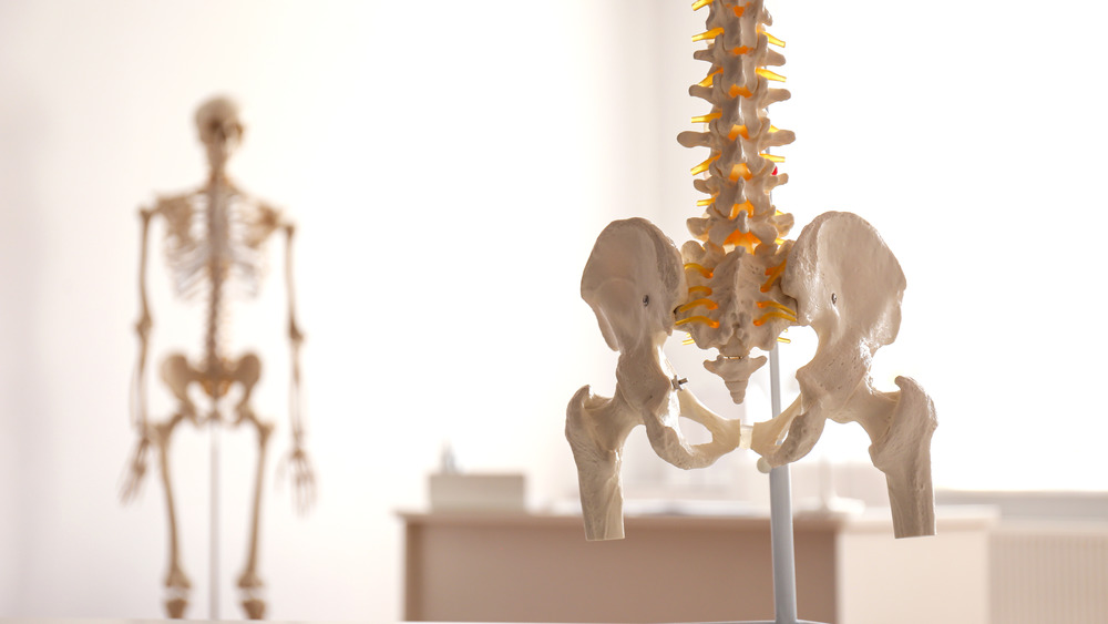 Tailbone and spine