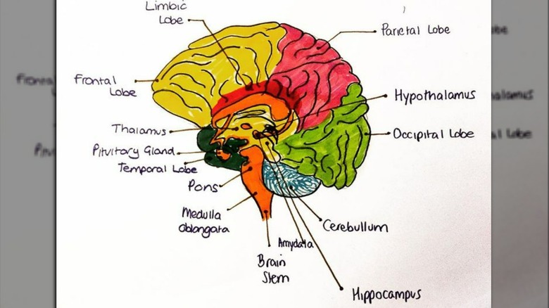 diagram of the brain with labels