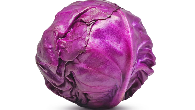 Head of red cabbage