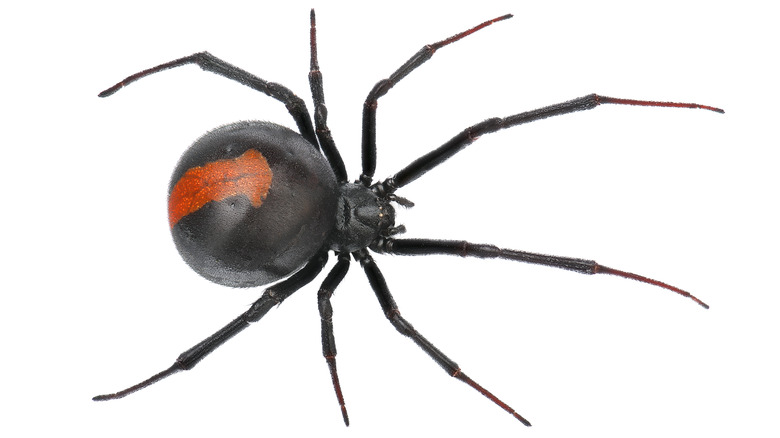 back widow spider closeup