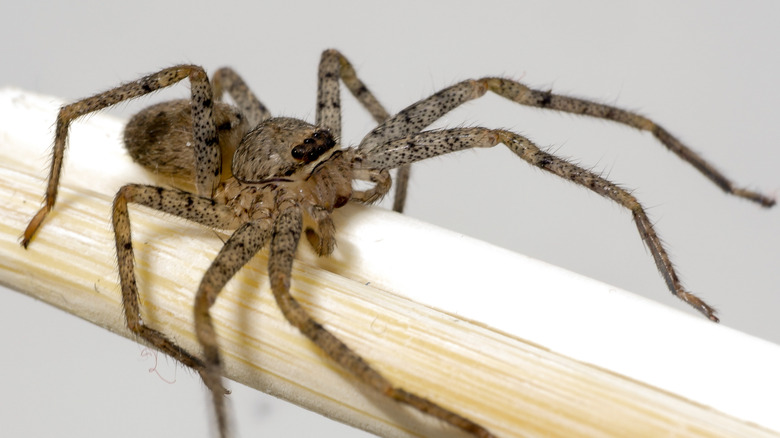 closeup of a brown recluse spider