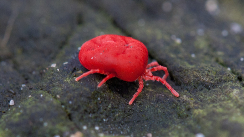 closeup of red chigger