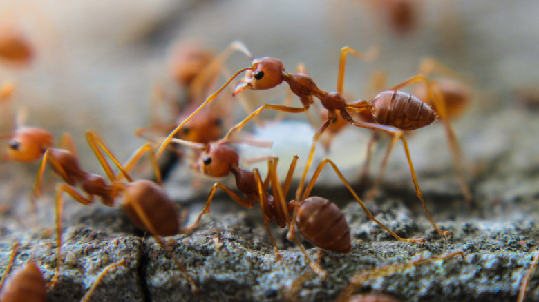 closeup shot of fire ants