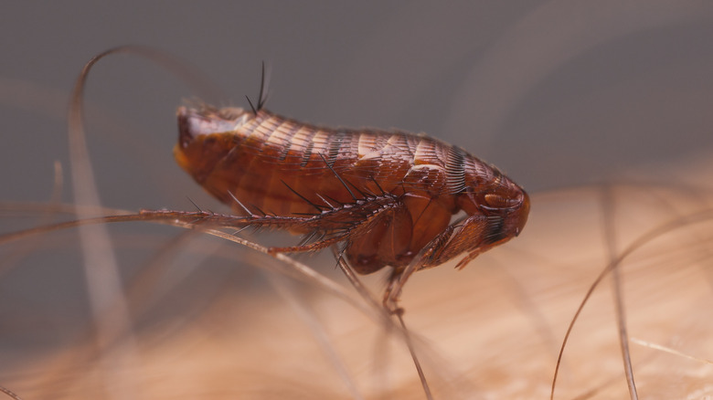 closeup of a flea on human skin