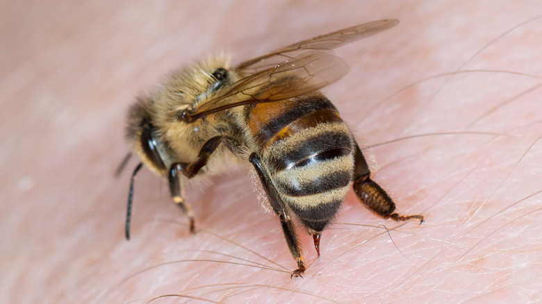 honey bee stinging someone