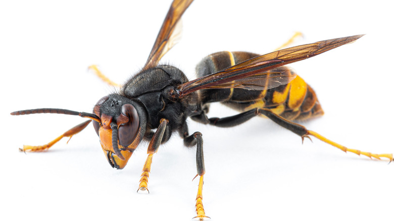 closeup of a hornet