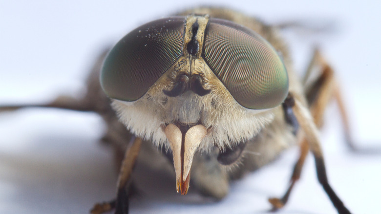 closeup of a horsefly