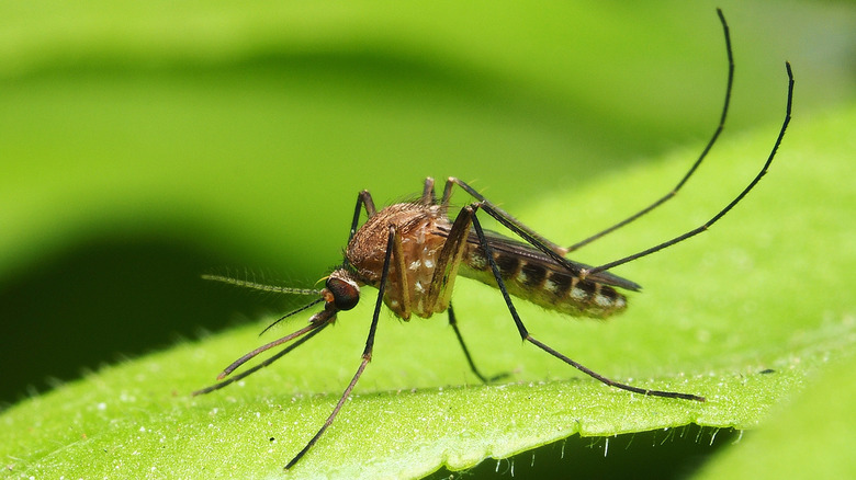 mosquito on a green leaf
