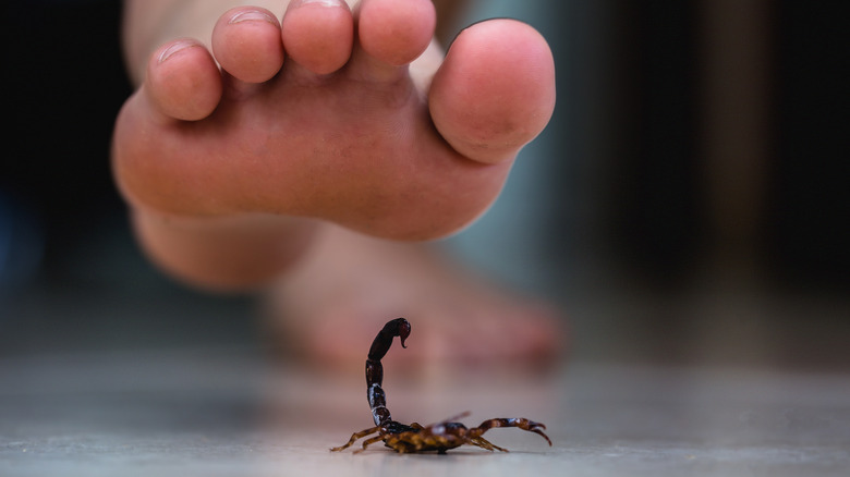 concept of foot stepping on scorpion