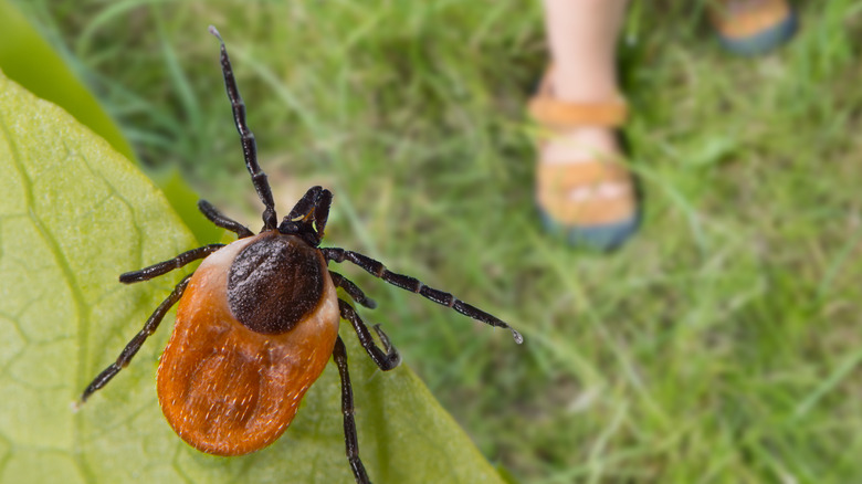 deer tick close to a child outdoors