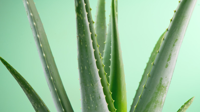 close up of the aloe vera plant 