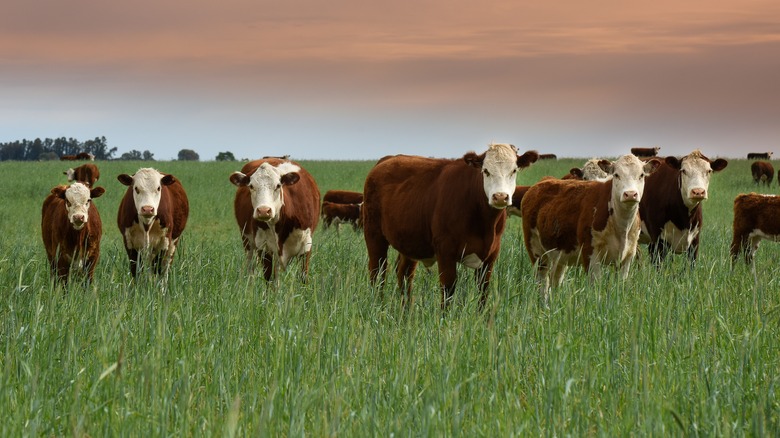 cows standing in grass