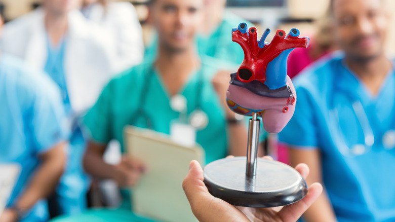 doctor holding heart model