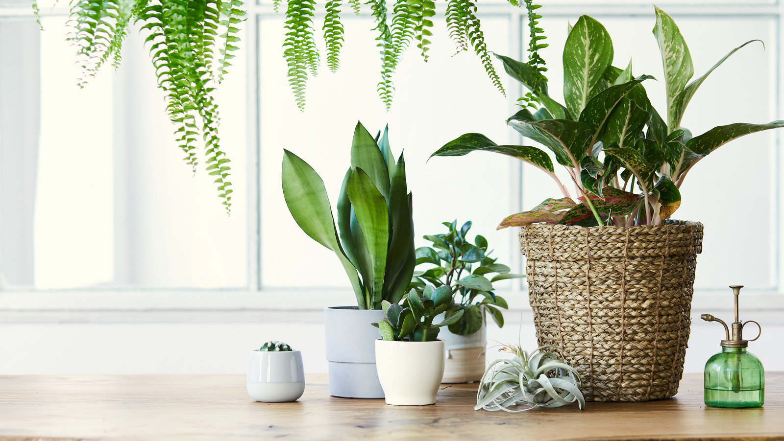 Can Indoor Light Help Plants Grow Can Indoor Plants Actually Affect Your Home s Oxygen 