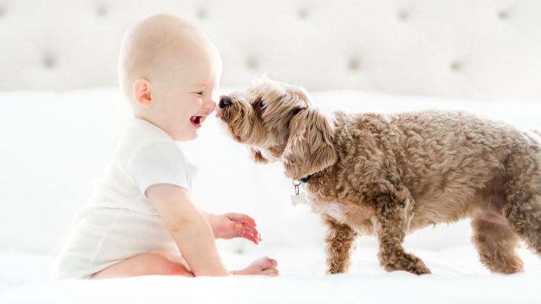 A dog licking a baby's face