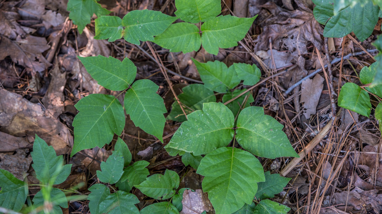 Clump of poison ivy growing on the ground
