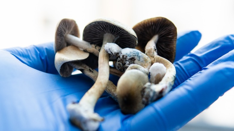 Researcher hold magic mushrooms 