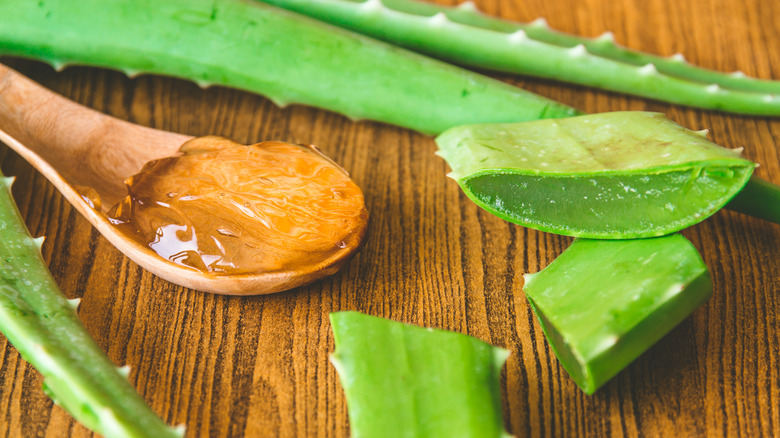 Aloe vera and aloe plant