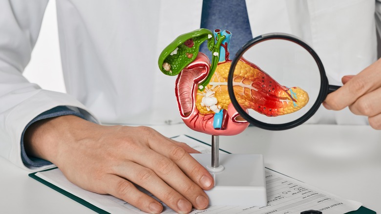 doctor studying model of pancreas