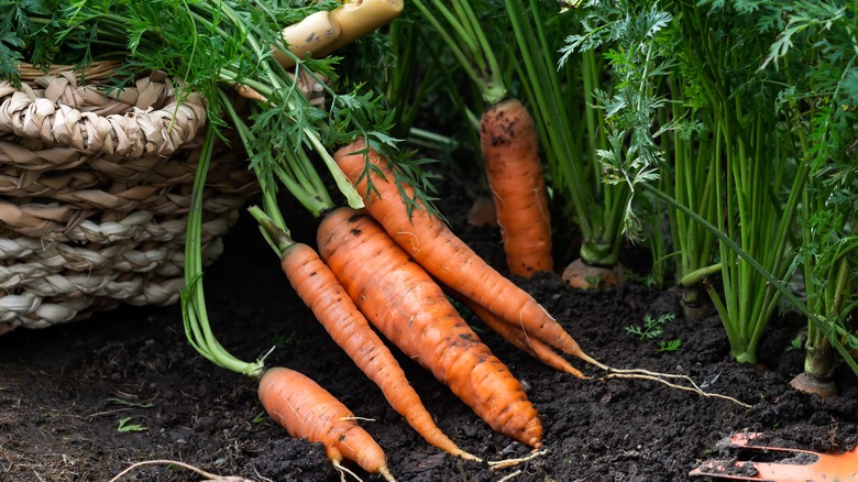 carrots with green tops in basket