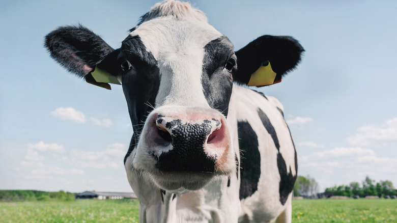 Dairy cow in pasture