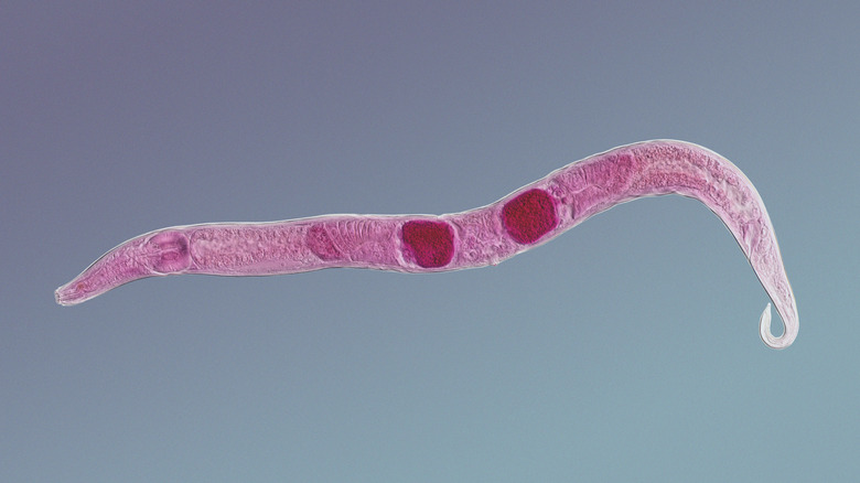 roundworm under a microscope