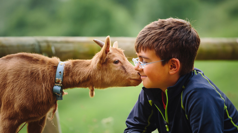 kid being licked by a goat