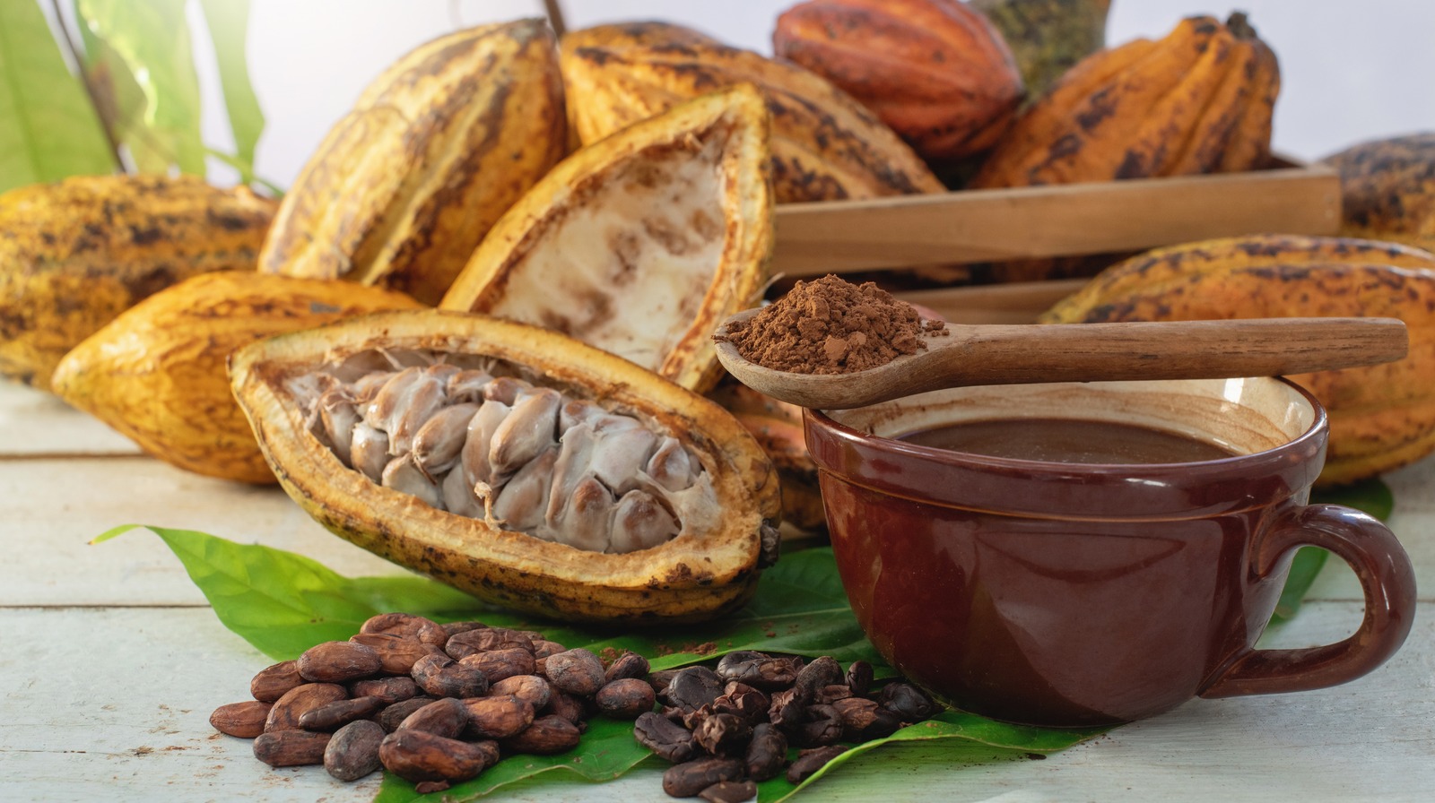 could-cocoa-consumption-be-the-key-to-lowering-blood-pressure