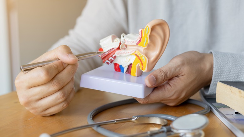 Hands holding anatomical ear model