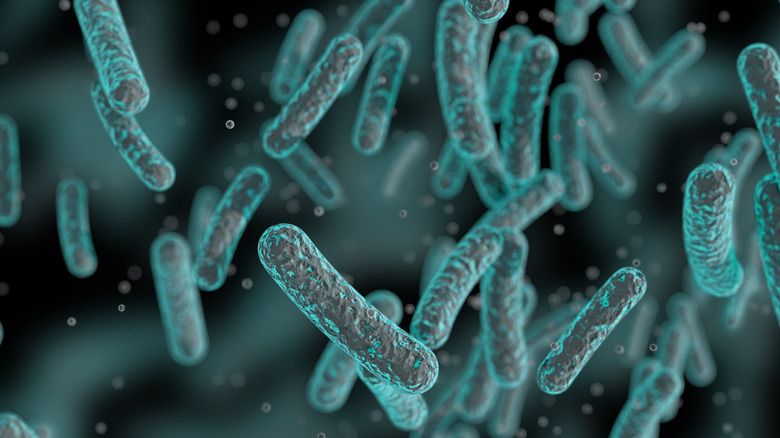 rod-shaped bacterial cells