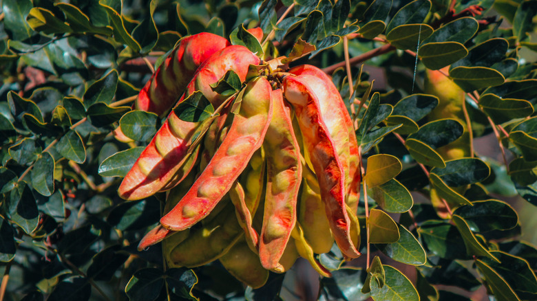 Tara Tree in Peru