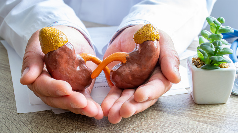 doctor holding kidneys model
