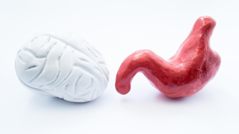 model of brain and gut